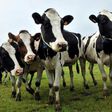 Bulent Tunc, head of the Turkish Association of Red Meat Producers, said a consignment of 40 Holstein cattle was being sent back to the Netherlands