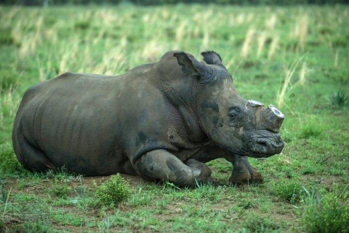 South Africa is home to around 20,000 rhinos, roughly 80 percent of the worldwide population.