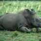 South Africa is home to around 20,000 rhinos, roughly 80 percent of the worldwide population.
