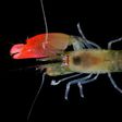 A photograph from Brazil's Federal University of Goias shows the newly-discovered bright pink-clawed pistol shrimp which has been named 'Synalpheus pinkfloydi' after British rock band Pink Floyd