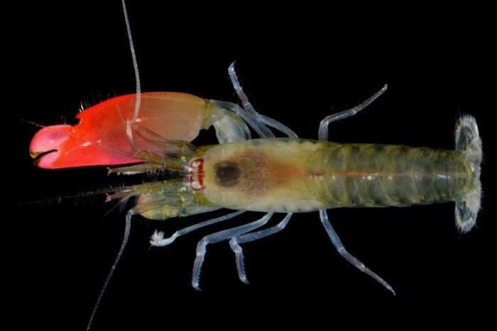 A photograph from Brazil's Federal University of Goias shows the newly-discovered bright pink-clawed pistol shrimp which has been named 'Synalpheus pinkfloydi' after British rock band Pink Floyd