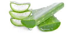 Aloe Vera (Courtesy)