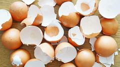 Eggshells(sciencing)