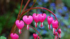 Beautiful flowers(Medium)