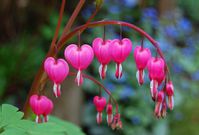 Beautiful flowers(Medium)