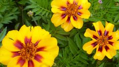 Marigold flowers(Southern Exposure Seed Exchange)