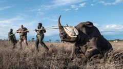 When the poacher is a scientist