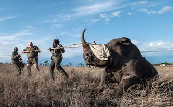 When the poacher is a scientist