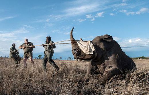 When the poacher is a scientist