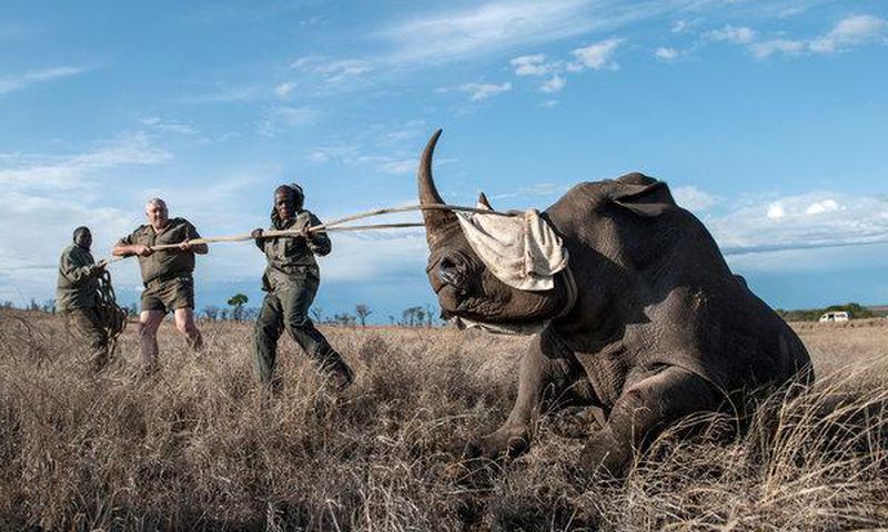 When the poacher is a scientist