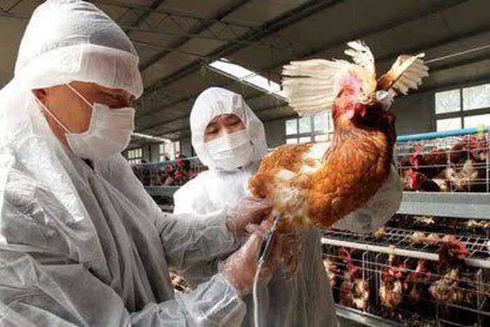Bird Flu quarantine