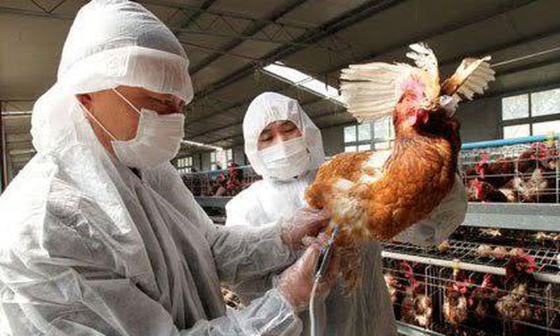Bird Flu quarantine