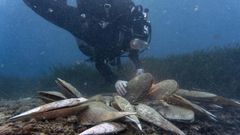 The noble pen shell, or Pinna nobilis, is one of the most emblematic species in the Mediterranean but is under threat from a parasite