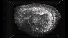 Flashing Lights and Sounds Improve Memory and Learning Skills in Mice