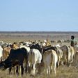 Kenya, like elsewhere in the Horn of Africa, is currently suffering from drought
