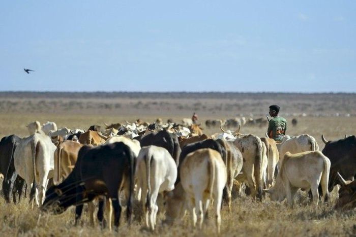 Kenya, like elsewhere in the Horn of Africa, is currently suffering from drought