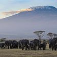 Image of a herd of elephants