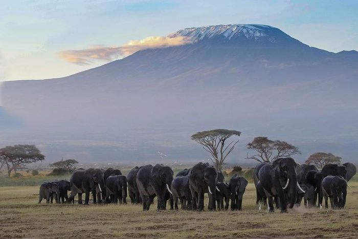 Image of a herd of elephants