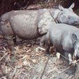 A rare image from 2012 shows a critically endangered Java rhino taking care of its calf at Indonesia's Ujung Kulon National Park