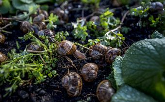 How a Long Island Chef Became a Certified Snail Farmer