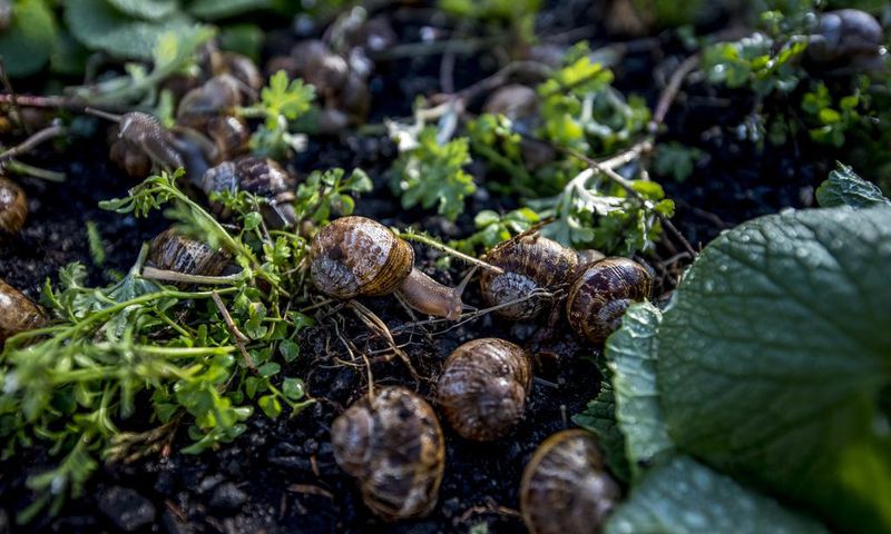 How a Long Island Chef Became a Certified Snail Farmer