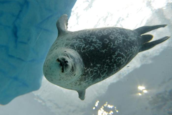Researchers say the apparent doubling down by ringed seals on their traditional hunting grounds despite the shifting Arctic climate "reflects limited adaptability and resilience"