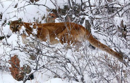 The man, whose name has not been released by authorities, suffered serious but nonlife-threatening injuries in the attack and was “doing well considering his ordeal,” Colorado Parks and Wildlife officials said Tuesday on Twitter.