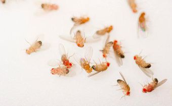Sleepless flies lived long lives, so why not us?