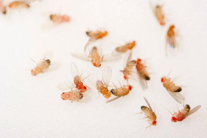 Sleepless flies lived long lives, so why not us?