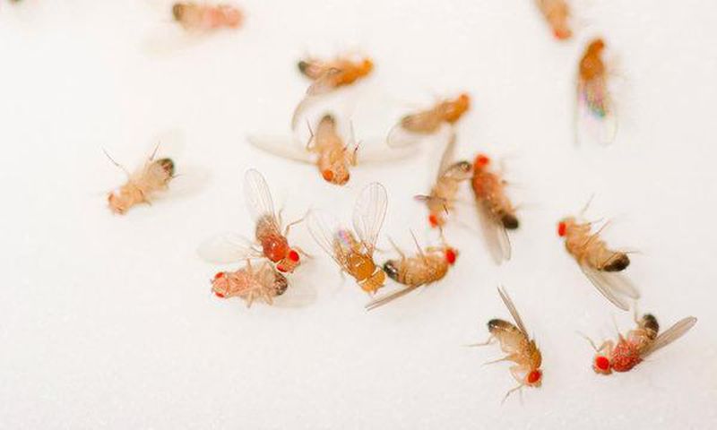 Sleepless flies lived long lives, so why not us?