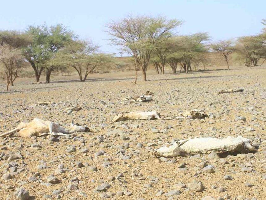 Livestock carcasses in Marsabit County during drought