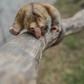 Native to Central and South America, pygmy anteaters measure about 20 centimeters (eight inches) long -- the smallest anteaters in the world