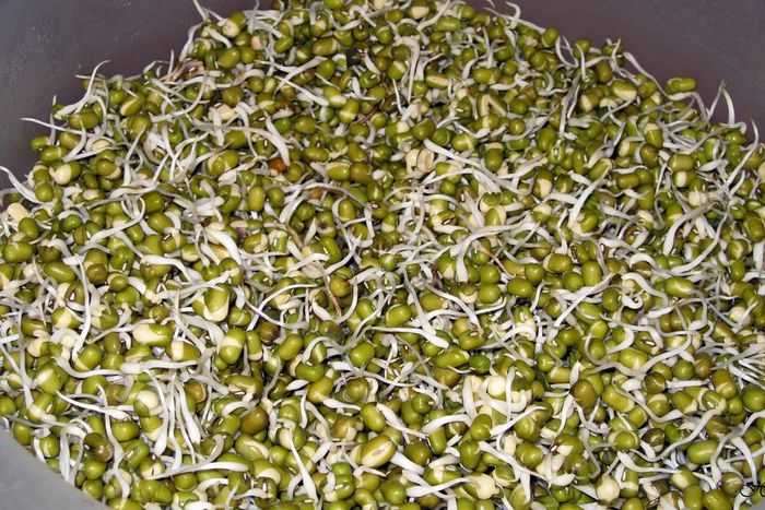 Sprouted green grams(HappieBelle)