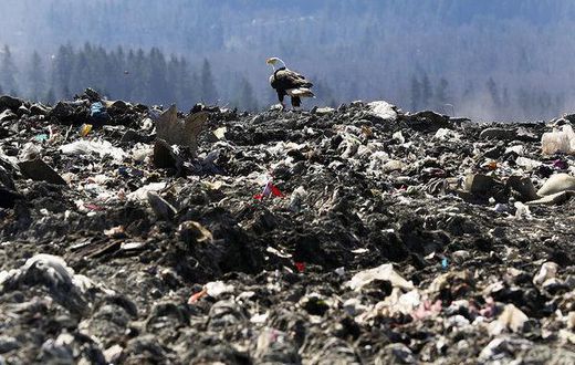 Bald eagles, symbol of America, are dumping trash on the Seattle suburbs