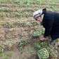 Tunisian farmer Latifa Bouslimi, 48, is counting on her three brothers to let her stay on the small parcel of land she occupies