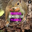 Magical Benefits of Peanuts