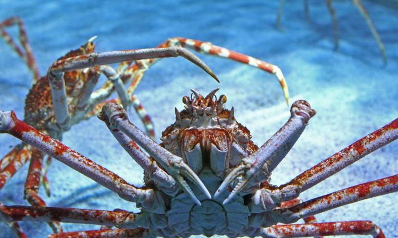 A Japanese boat fishing for spider crabs has been seized by Russian authorities