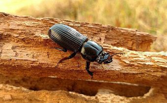 How parasites help a forest clean up