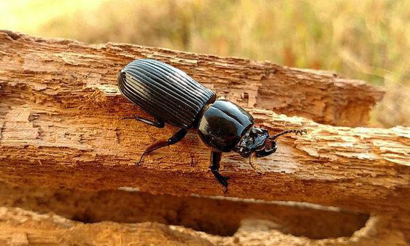 How parasites help a forest clean up
