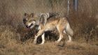 Why a border wall could mean trouble for wildlife