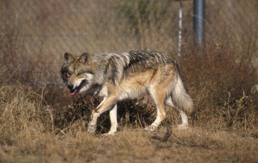 Why a border wall could mean trouble for wildlife