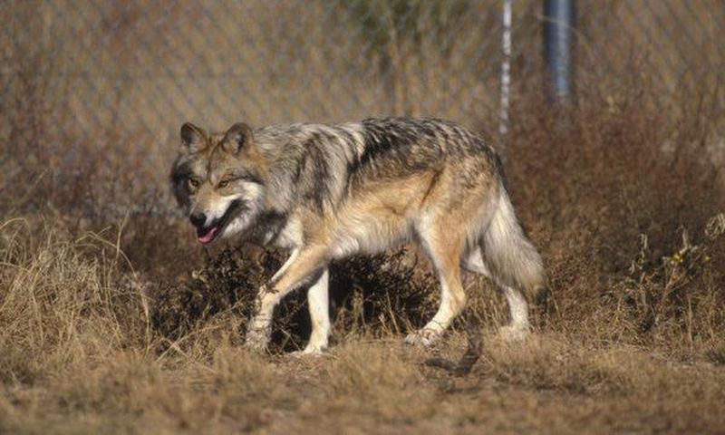 Why a border wall could mean trouble for wildlife