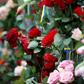 Flowers have been piling up at the scene of the attack