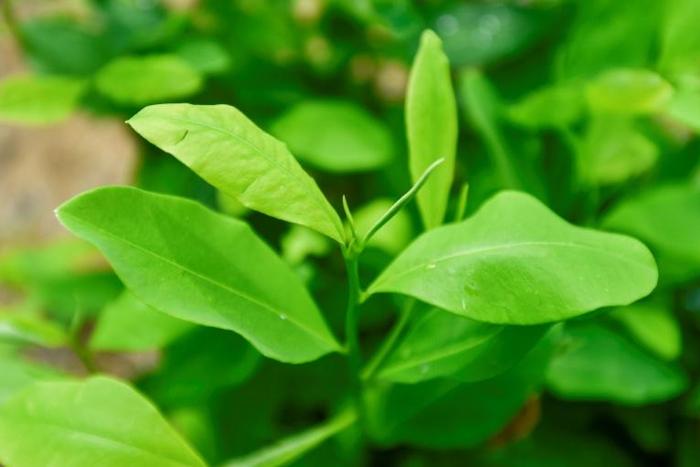 Coca leaves pictured at a plantation in the Catatumbo region, where many farmers have returned to the crop, frustrated at the government's failure to implement a crop substitution plan
