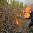 A Mexican farmer in the state of Puebla sets fire to a sugar cane grove before cutting down the scorched stalks for processing