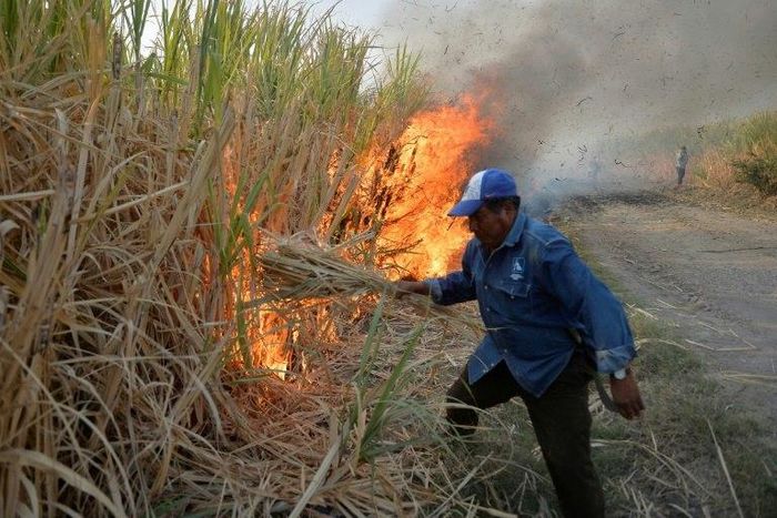 A Mexican farmer in the state of Puebla sets fire to a sugar cane grove before cutting down the scorched stalks for processing