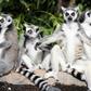 The iconic ring-tailed lemurs are probably the most widely recognised amongst around 100 known species in Madagascar