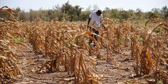 A farmer inspecting his crops