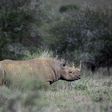 Only about 1,000 of Africa's Eastern black rhinos remain in the wild