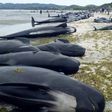 An estimated 666 pilot whales were stranded in two pods at Farewell Spit, on the northern tip of New Zealand's South Island